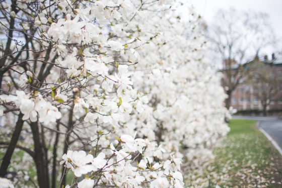 Magnolia blossoms near Richardson Hall.