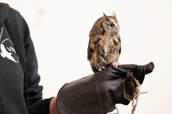 An owl rests on the gloved hand of a VINS trainer.