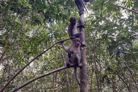 Three gray mangabey monkeys sitting in a tree in the jungle
