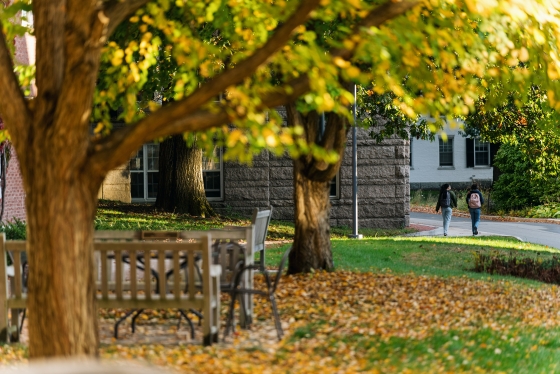 Tree at Dartmouth sheltering a bench