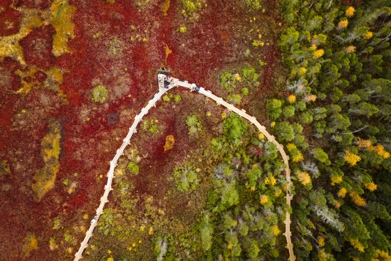 Aerial of a bog