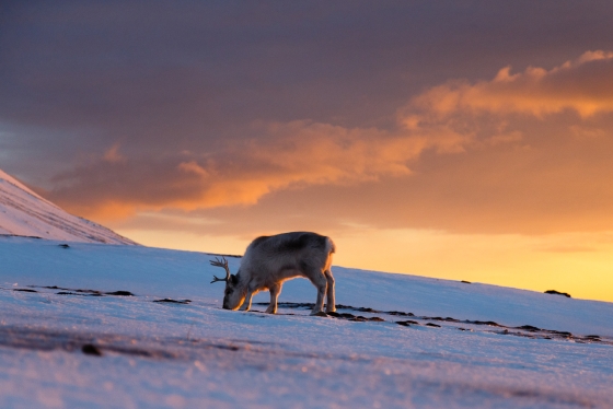 Reindeer grazes on snowy and rocky landscape