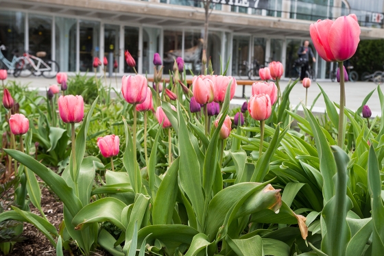 Tulips in front of the Hopkins Center reach skyward in anticipation of spring.