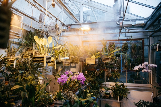Pink orchids and other plants in the Life Sciences greenhouse