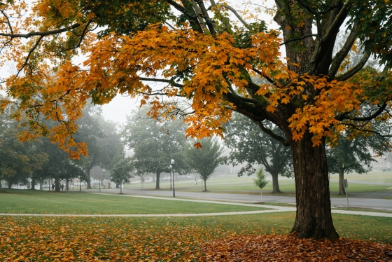 A foggy morning on campus accentuates fall's bright colors.