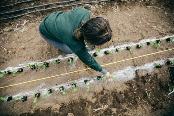 Overhead view of student crouching over a row of seedlings