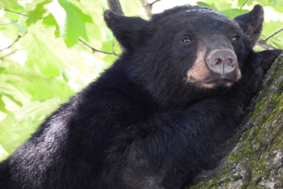 Bear in tree on Dartmouth campus