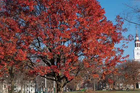 a tree with red leaves in front of Baker Tower