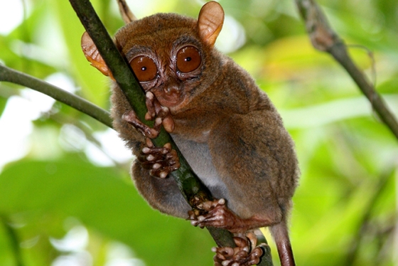 a Philippine tarsier clinging to a tree branch