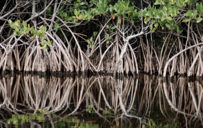 Mangroves