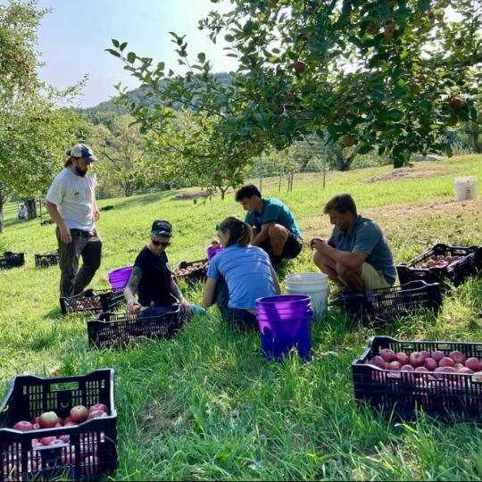 Students picking apples