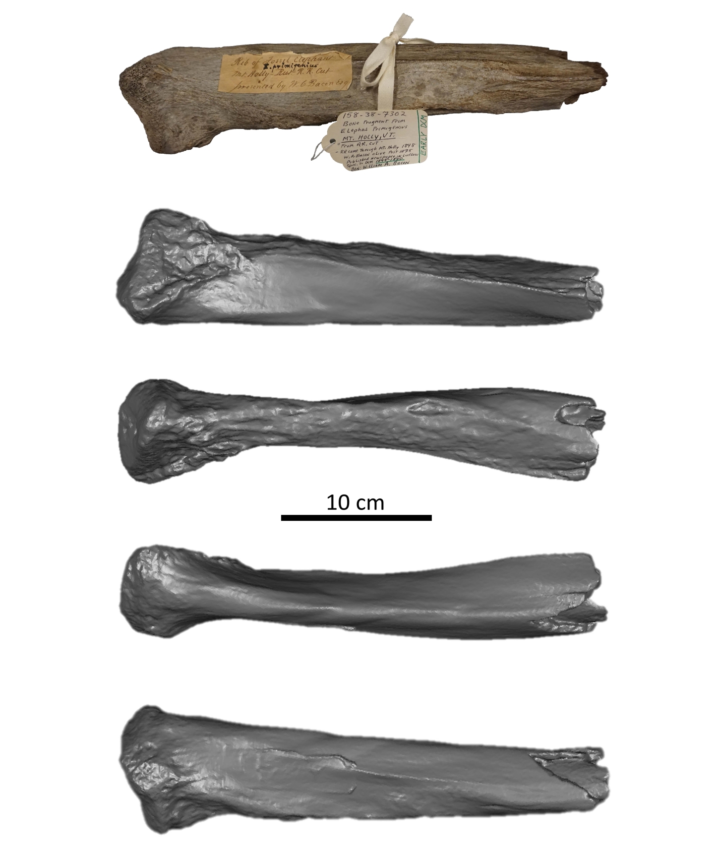 Did Woolly Mammoths Overlap With First Humans in New England? | Dartmouth