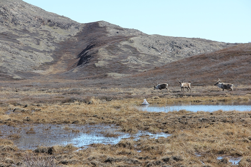 Where Are Arctic Mosquitoes Most Abundant in Greenland and Why? | Dartmouth