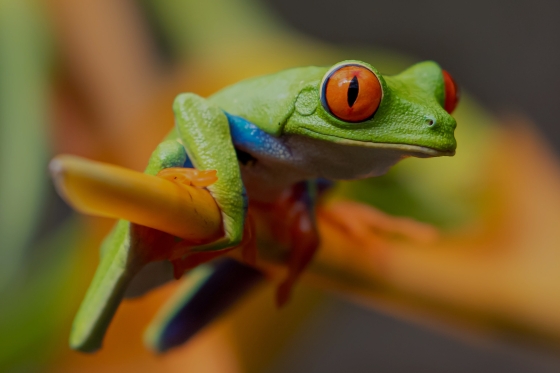 Red-eyed green tree frog clinging to a reed