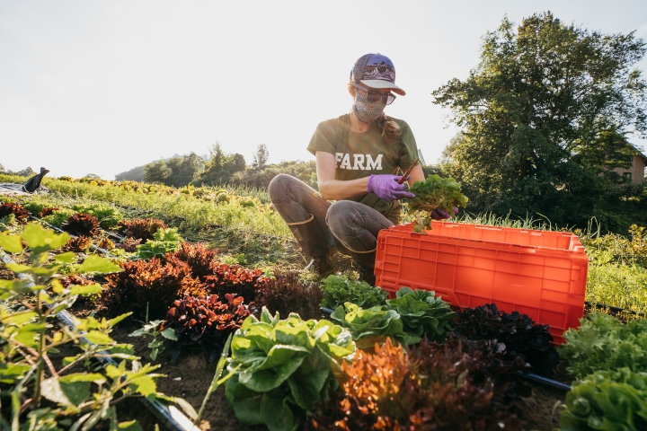 Student works on the organic farm at Dartmouth wearing a mask