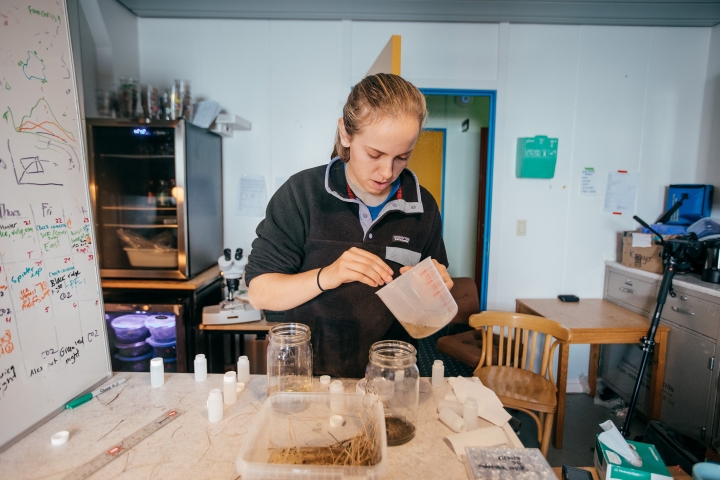 Alex Stendahl ’19 transfers insects she has trapped to jars in her lab in the international science support facility.