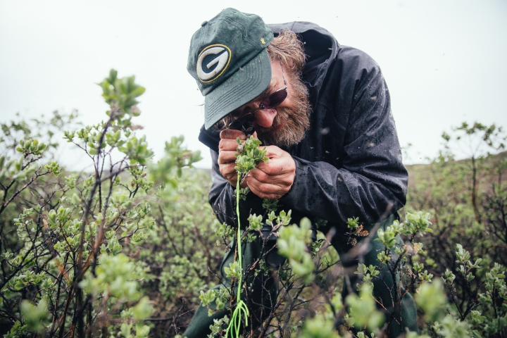 Matt Ayres, a professor of biological sciences, examines a plant in the field.