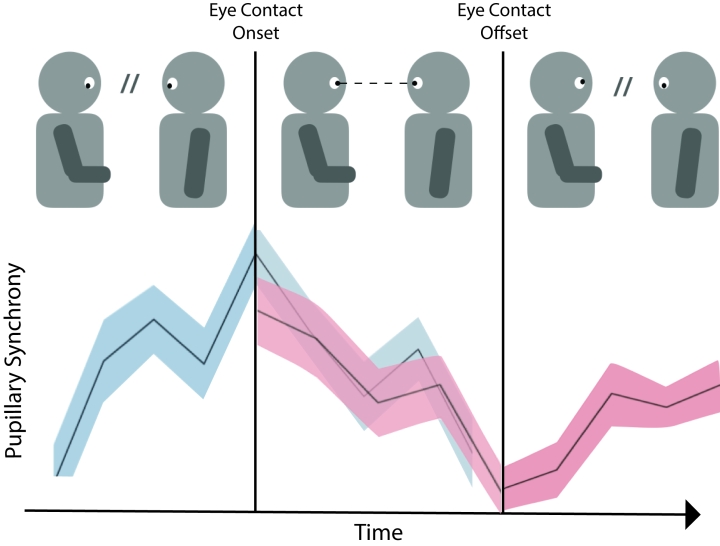 Illustration of how a single instance of eye contact coincides with pupillary synchrony.