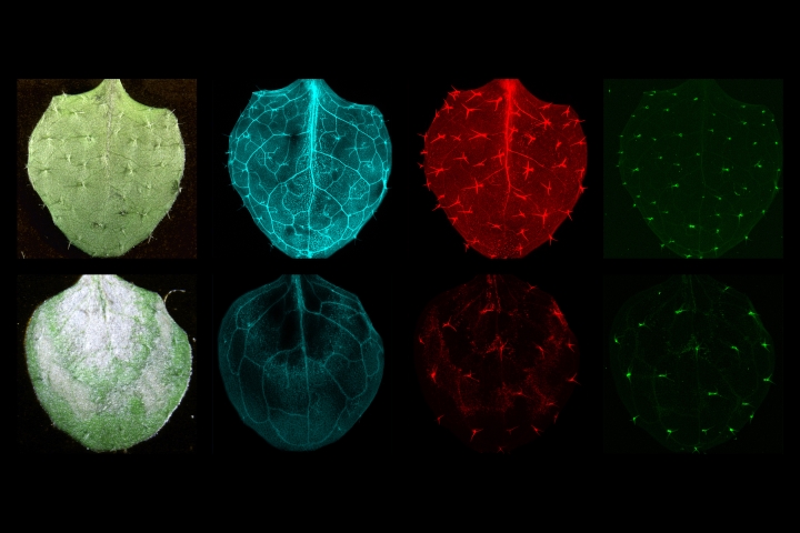  A series of Synchrotron X-ray Fluorescence Spectrometry images