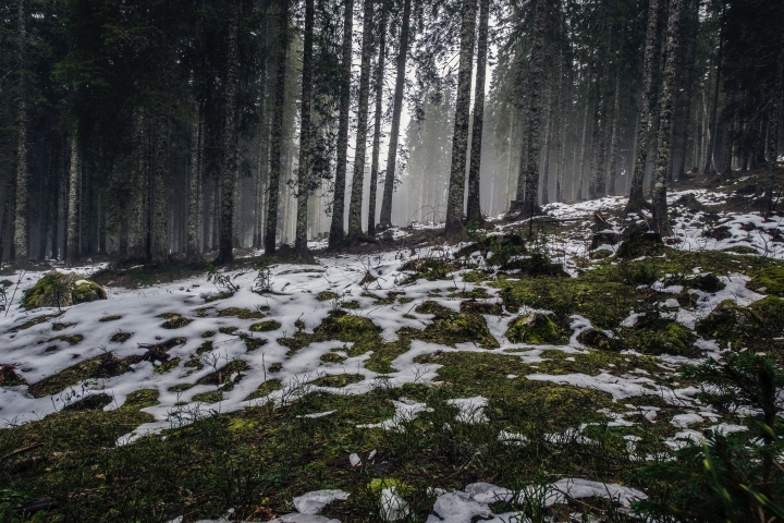 A forest with trees and snow