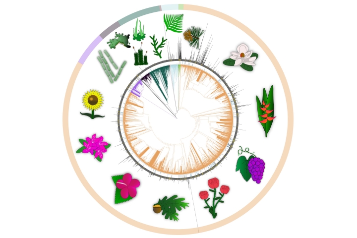 A graphic summary of what we know about green plant genomes.