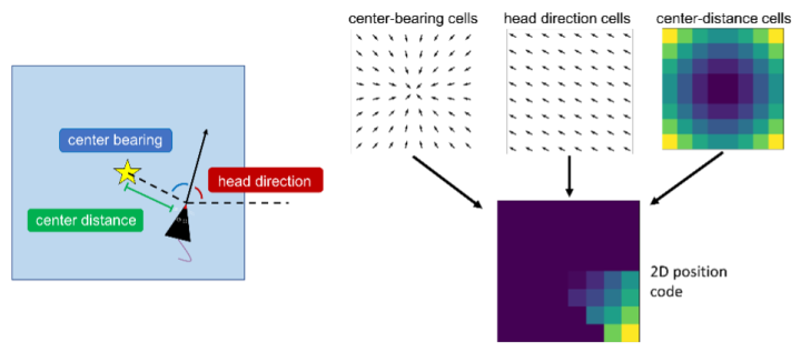 Graphic of spatial coding in a rat’s postrhinal cortex