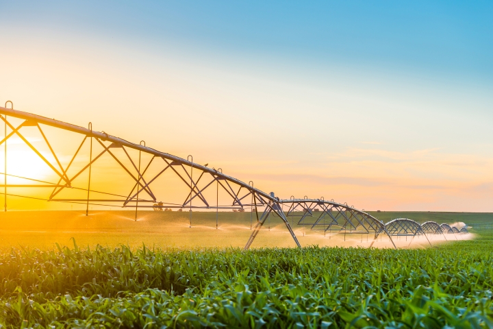 Center pivot irrigation system in a cornfield