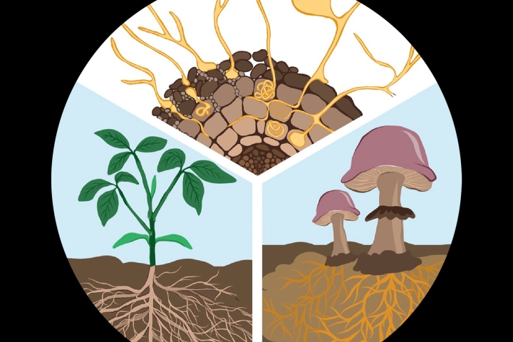 An illustration categorizing traits of mycorrhizal fungi