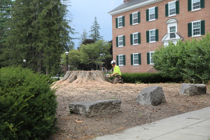 Logger cutting into stump of tree