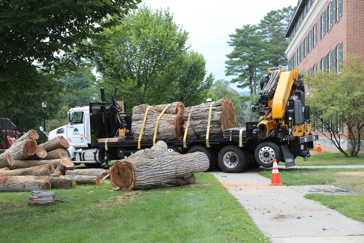 A truck with the elm tree strapped to the bed, and a logging truck to the left