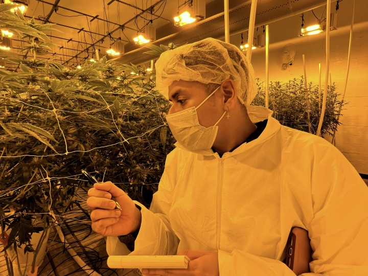 Student in lab with Cannabis plants