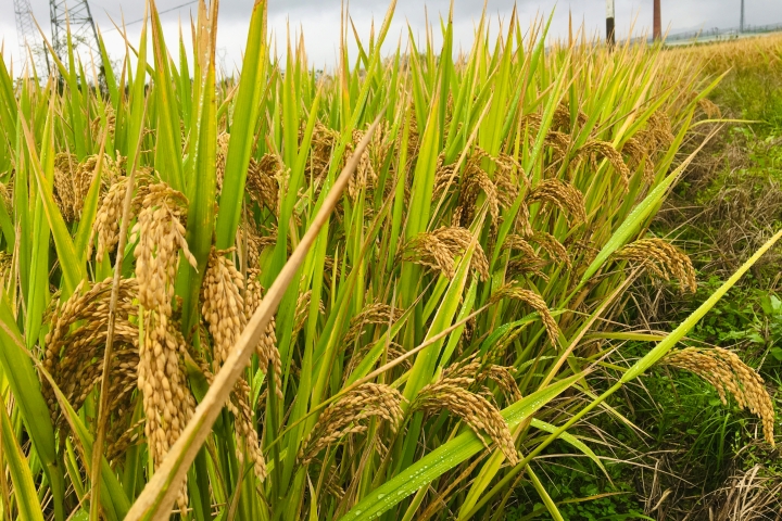 Rice plants