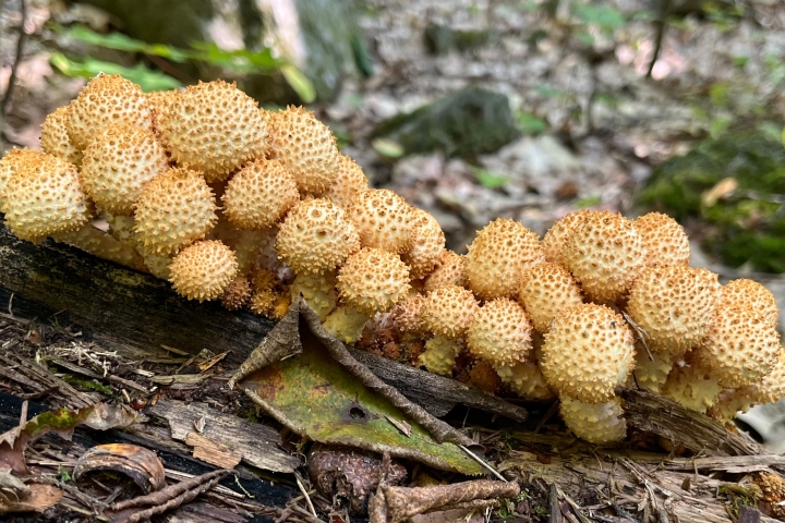 Fruiting bodies of shaggy scalycap