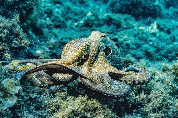 Octopus moving across ocean floor