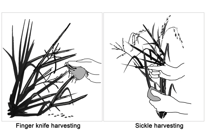 Illustration of rice harvesting techniques used