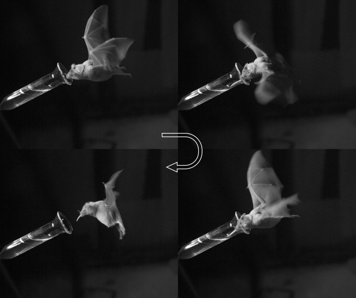 The four stages of a bat eating nectar with its whiskers