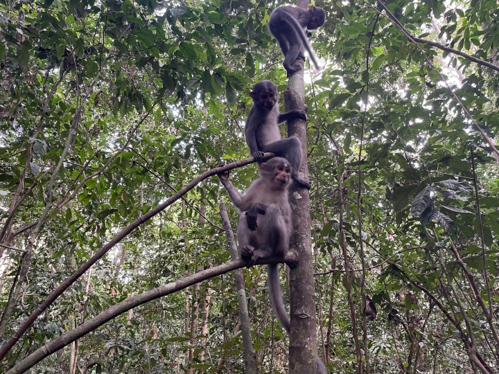 Three gray mangabey monkeys sitting in a tree in the jungle