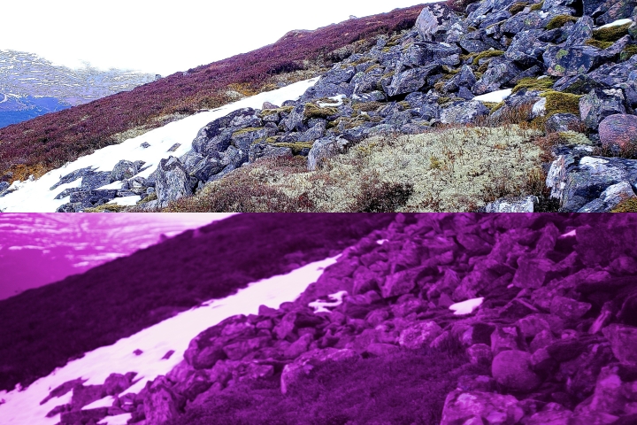 lichen on rocks with snow in natural and purple ultraviolet filter
