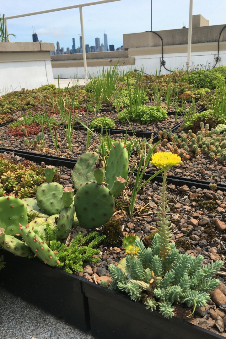 Succulents on green roof