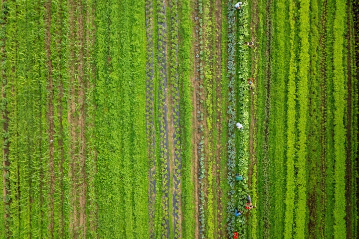 Aerial of O-Farms