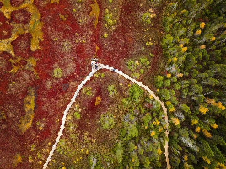 Aerial of green and red bog