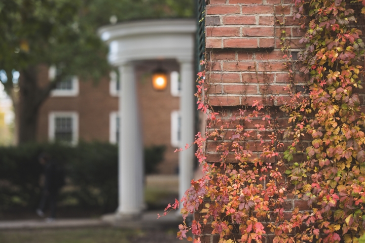 Ivy growing up brick