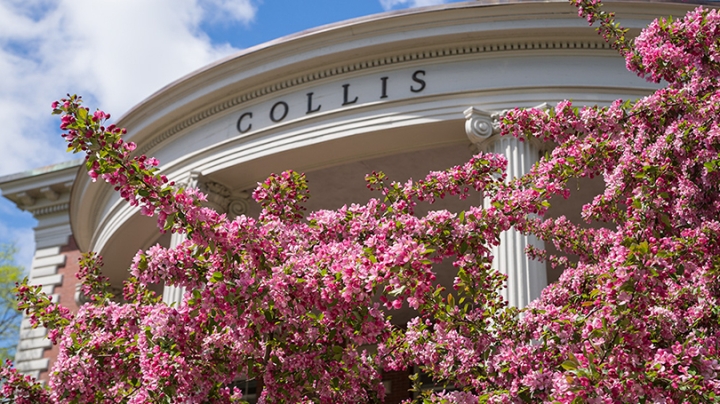 a tree with pink flowers blooming in front of the columns of the Collis Center