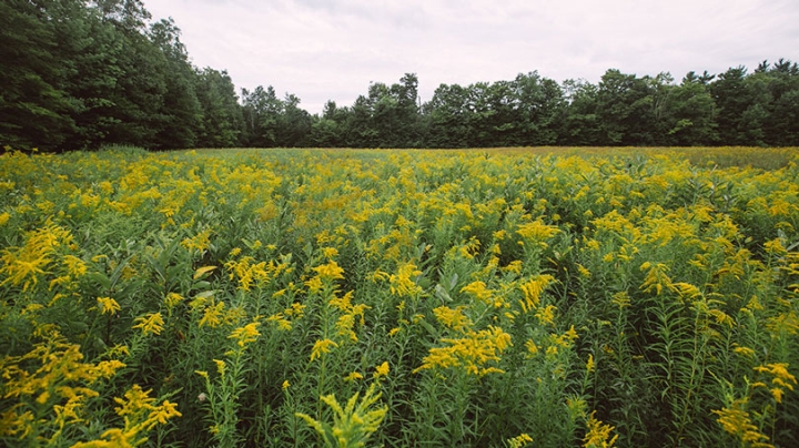 Rennie Farm field of flowers