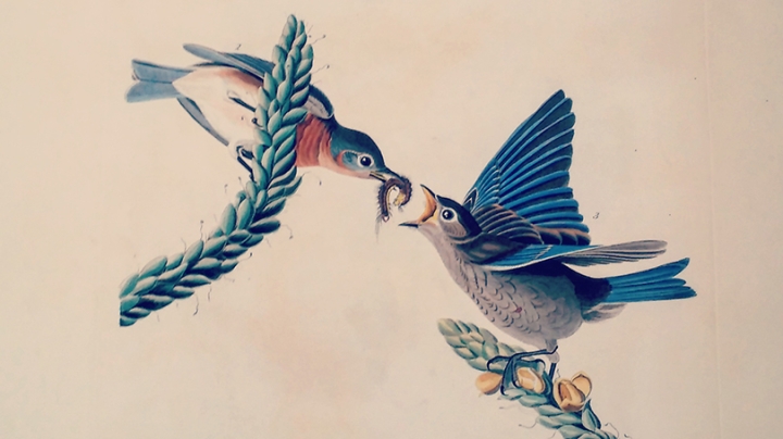 an antique illustration of two bluebirds