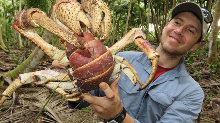 Mark Laidre holding a live adult coconut crab 