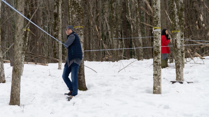 Two students tap trees at the organic farm