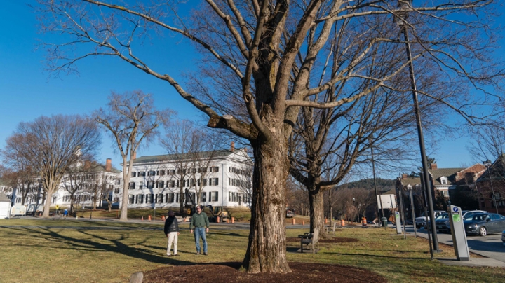 Tim McNamara, associate director of Facilities Operations and Management, left, and College Arborist Brian Beaty survey one of the two sugar maples on the Green that will be removed over winter break. The other tree can be seen in the background.