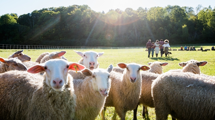 a herd of sheep standing in a pasture