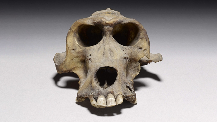 Mummified baboon skull